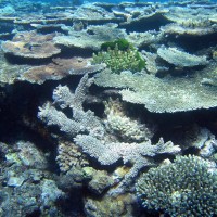 The corals of Lord Howe Island