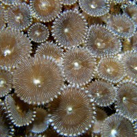 Coral trait diversity: a response-and-effect framework