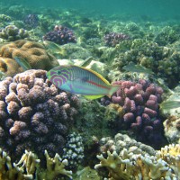 Congruent patterns of connectivity can inform management for broadcast spawning corals on the Great Barrier Reef