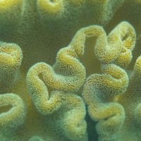 Molecular Bases of Soft Coral Reproduction