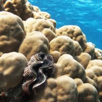 A changing climate for coral reefs