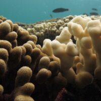Local and global drivers of change, recovery, and resilience on coral reefs