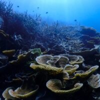 Genes unlock clues to the evolution & survival of the Great Barrier Reef