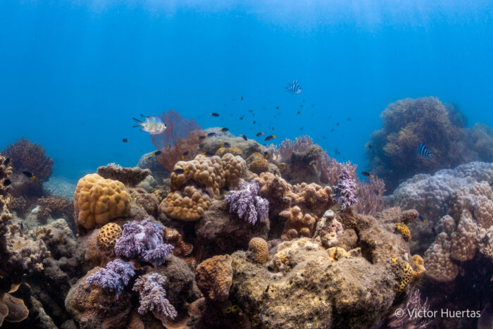 Reef at Pioneer Bay, Orpheus Island. Photo: Victor Huertas