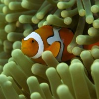 Coral reef fishes in a changing world: evolutionary potential and ecological limitations