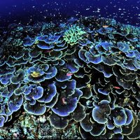 Coral depth zonation: its nature and significance