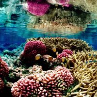 Recipe for killing a coral reef