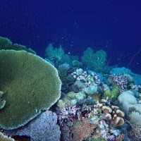 Regulators of coral reef diversity in deep time and space