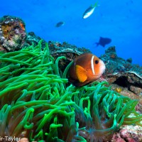 Cost-efficient management of multiple uncertain threats to coral reef ecosystems