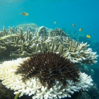 Environmental influences on the reproductive biology and early life history of the crown-of-thorns starfish
