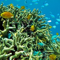 Keeping up with climate change: the evolutionary potential of coral reef fishes to rising sea temperature