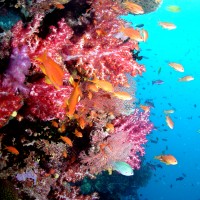 Coral Reefs in a Changing Environment (Canberra)