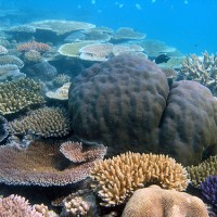 Coral Reefs in the 21st Century (Townsville)