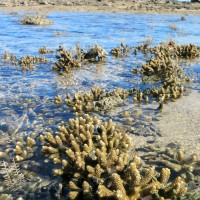 Mechanisms of coral heat tolerance and recovery capacity – lessons from extreme reef environments