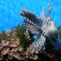 Prevalence of poaching by recreational fishers in the Great Barrier Reef Marine Park