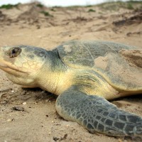 Winners are grinners: a collection of sea turtle tales
