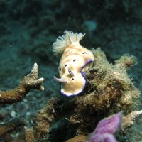 Culture matters in the Great Barrier Reef