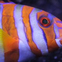 The threat of punishment enforces peaceful cooperation and stabilizes queues in a coral reef fish