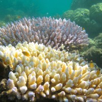 The 2016 coral bleaching event in Australia