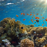 13th International Coral Reef Symposium
