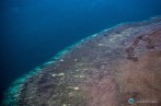 Coral Bleaching