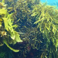 Canopy-forming macroalgae on coral reefs: implications for associated organisms