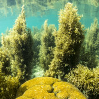 The persistence of Sargassum communities on coral reefs: resilience and herbivory