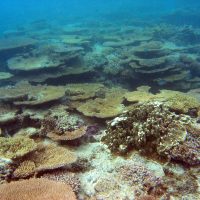 Oceanic drivers of coral reef heat budgets: the role of tides on regional and reef-scales