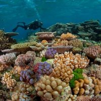 Coral degradation affects how fishes assess risk