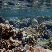 Finding climate change refugia: a scientific framework for identifying temperature and acidification tolerant coral reefs