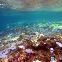 Systematic conservation planning in marine environments – sensitivities of the planning process to aspects of scale