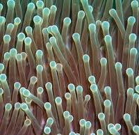 Getting to know Nemo’s home: gene flow and population structure of sea anemones that host anemone fishes