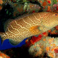 Coral reef mesopredator trophodynamics in response to reef condition