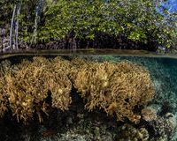 The future of coral reefs in a rapidly changing climate: lessons from natural extreme environments