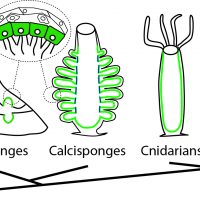 Developmental genomics of sponges