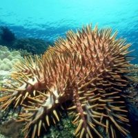 Predation on the early life stages of the crown-of-thorns starfish (Acanthaster spp.)
