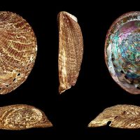 Stress transcriptomics: understanding the genetic basis of summer mortality in abalone