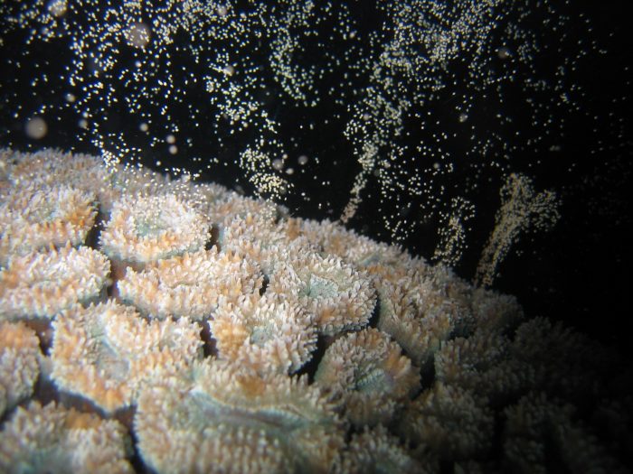 Corals that are better than average at survival, growth and resisting bleaching stress can pass these advantages on to their offspring. Photo: Andrew Baird.