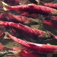 Fishing for effective conservation of wild migratory Pacific salmon by combining physiology, behaviour, and social science