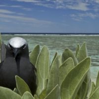 From wing to fin: seabirds enhance fish productivity on coral reefs