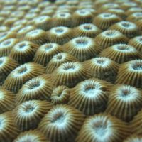 Deciphering the bacterial microworld in corals: structure, variability and persistence