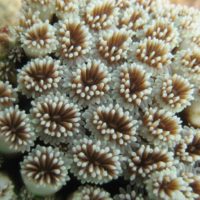 Potential acclimation of corals to future environmental conditions
