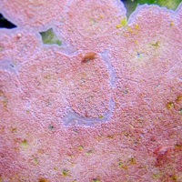 Response of coralline algae to future ocean acidification and warming