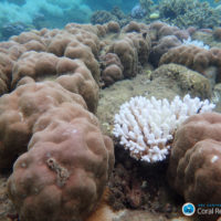 The real-time interaction of ecology and evolution on the reef: exploring the eco-evolutionary dynamics of reef building corals