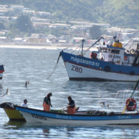 Social-ecological research and marine governance transformations: Insights from small-scale fisheries in Chile