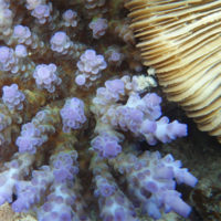 Understanding coral calcification with Raman spectroscopy
