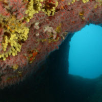 Can be the Mediterranean Sea a new coral reef area? Insights from tracking climate change effects in a warm-temperate sea.