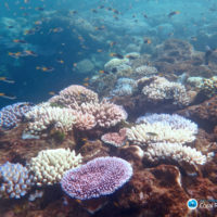 Responses of the Great Barrier Reef to global heating
