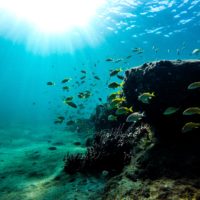 Building social-ecological resilience in a coastal-marine environment: the case of Araçá Bay (Brazil)