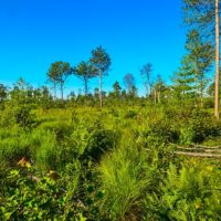 Multi-level governance and complex environmental change in Indonesia’s tropical peatlands